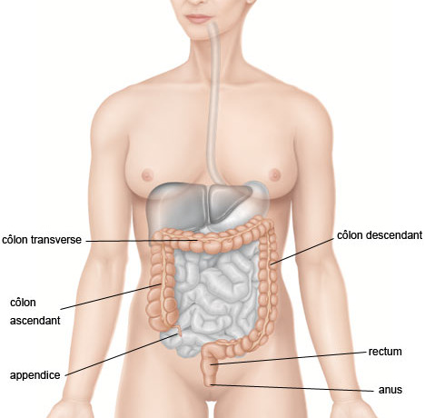 schéma anatomique du colon et du rectum